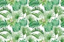 Fototapeta Liście Monstera