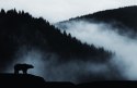 Fototapeta Niedźwiedź W Górach