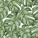 Tapeta Liście Monstera