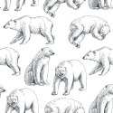 Tapeta Niedźwiedzie Polarne