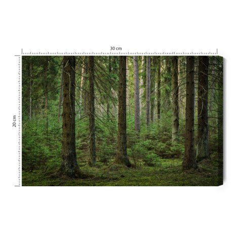 Obraz Na Płótnie Leśny Widok 3D