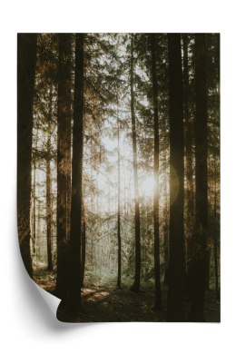 Plakat Mistyczny Poranek W Iglastym Lesie