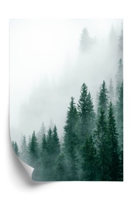 Plakat Unosząca Się Gęsta Mgła Nad Lasem Sosnowym