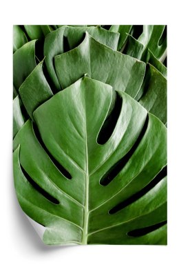 Plakat Monstera Liście Palmowe
