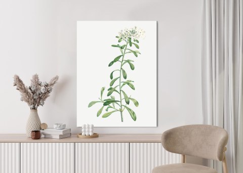 Plakat Mała Biała Roślinka