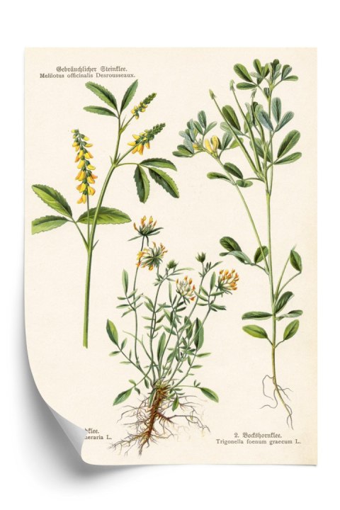 Plakat Różne Rośliny Botaniczne
