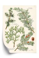 Plakat Wizerunki Starych Roślin Botanicznych