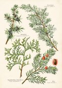 Plakat Wizerunki Starych Roślin Botanicznych