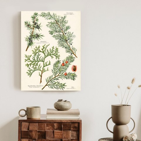 Plakat Wizerunki Starych Roślin Botanicznych