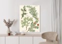 Plakat Wizerunki Starych Roślin Botanicznych